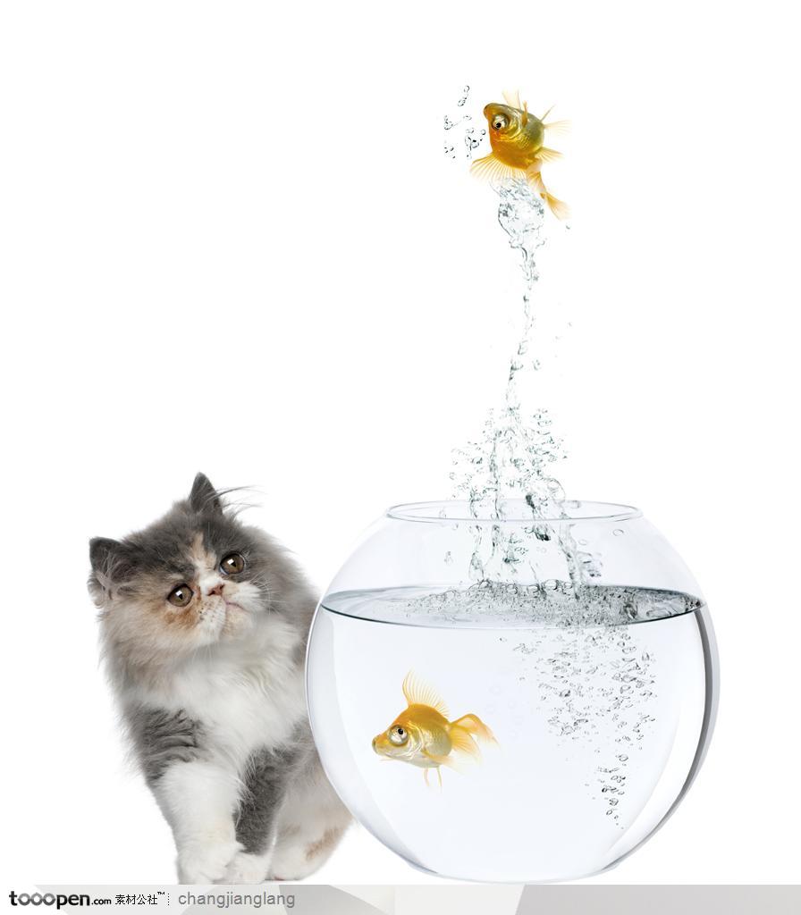 歪头看金鱼跳水的小猫