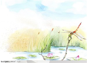 手绘池塘里盛开的荷花和停在枝头的红蜻蜓