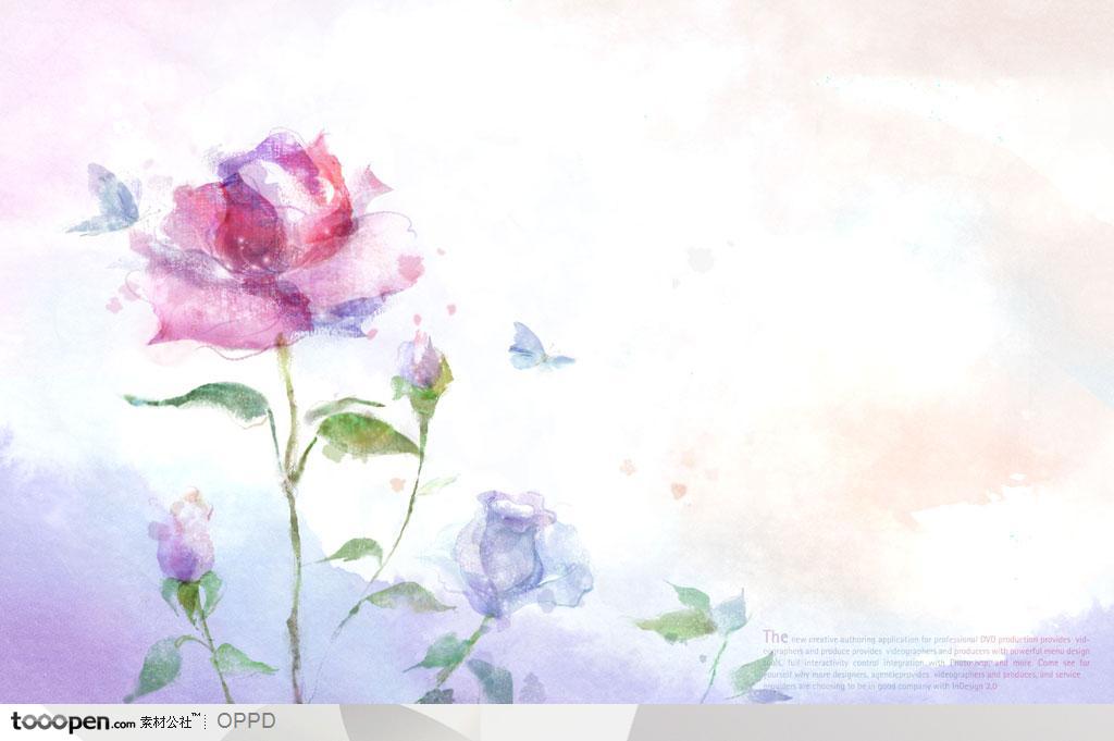 手绘水彩插画春夏盛开的紫红色蔷薇玫瑰花朵花卉装饰