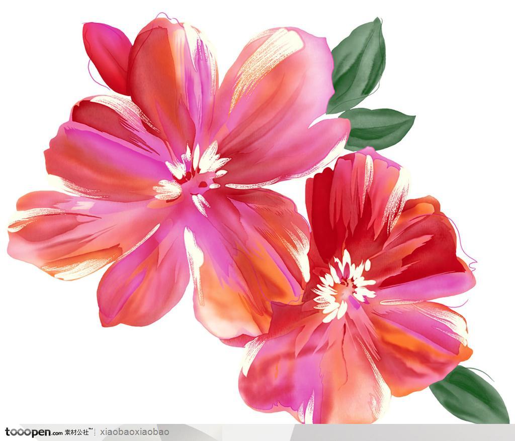 高清晰手绘水彩画花卉--盛开的大红花