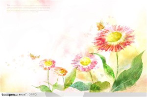 手绘水彩插画春夏盛开的金盏菊菊花花卉