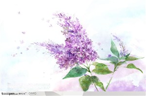 手绘水彩插画春夏盛开的紫色勿忘我花朵花卉装饰