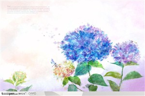 手绘水彩插画春夏盛开的绣球花绣团花花朵花卉装饰