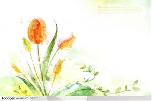 手绘水彩插画春夏盛开的荷兰名花郁金香花朵花卉装饰
