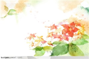 手绘水彩插画春夏盛开的扶桑大红花花朵花卉装饰