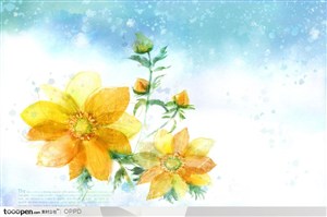手绘水彩插画春夏盛开的大黄花花朵花卉装饰
