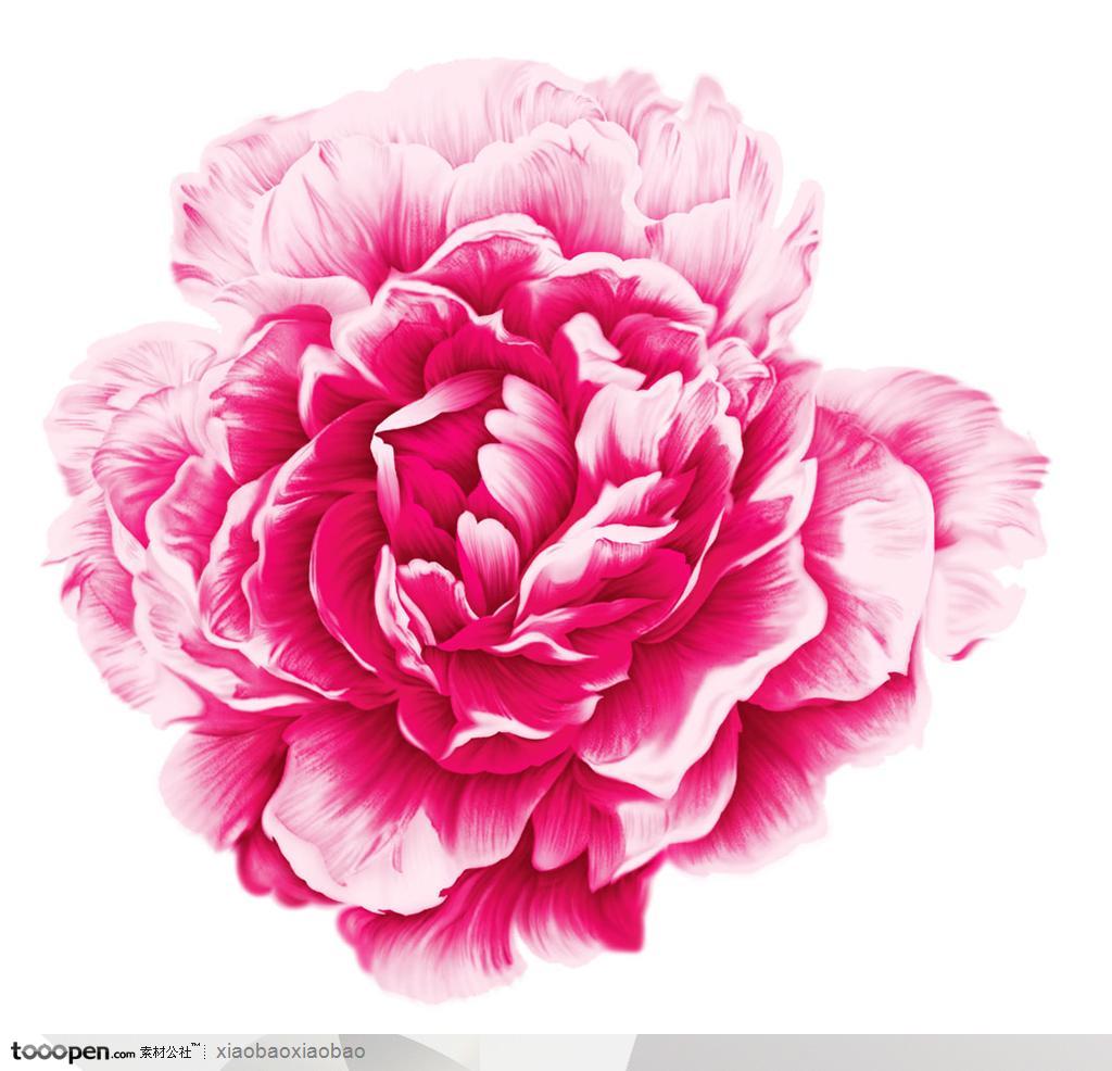 手绘水彩盛开的粉色牡丹花