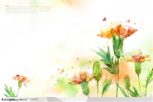 手绘水彩插画春夏盛开的康乃馨花朵花卉装饰