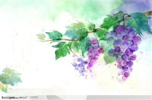 手绘水彩插画春夏成熟的紫色葡萄葡萄藤