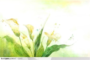 手绘水彩插画春夏盛开的白色马蹄莲花朵花卉装饰