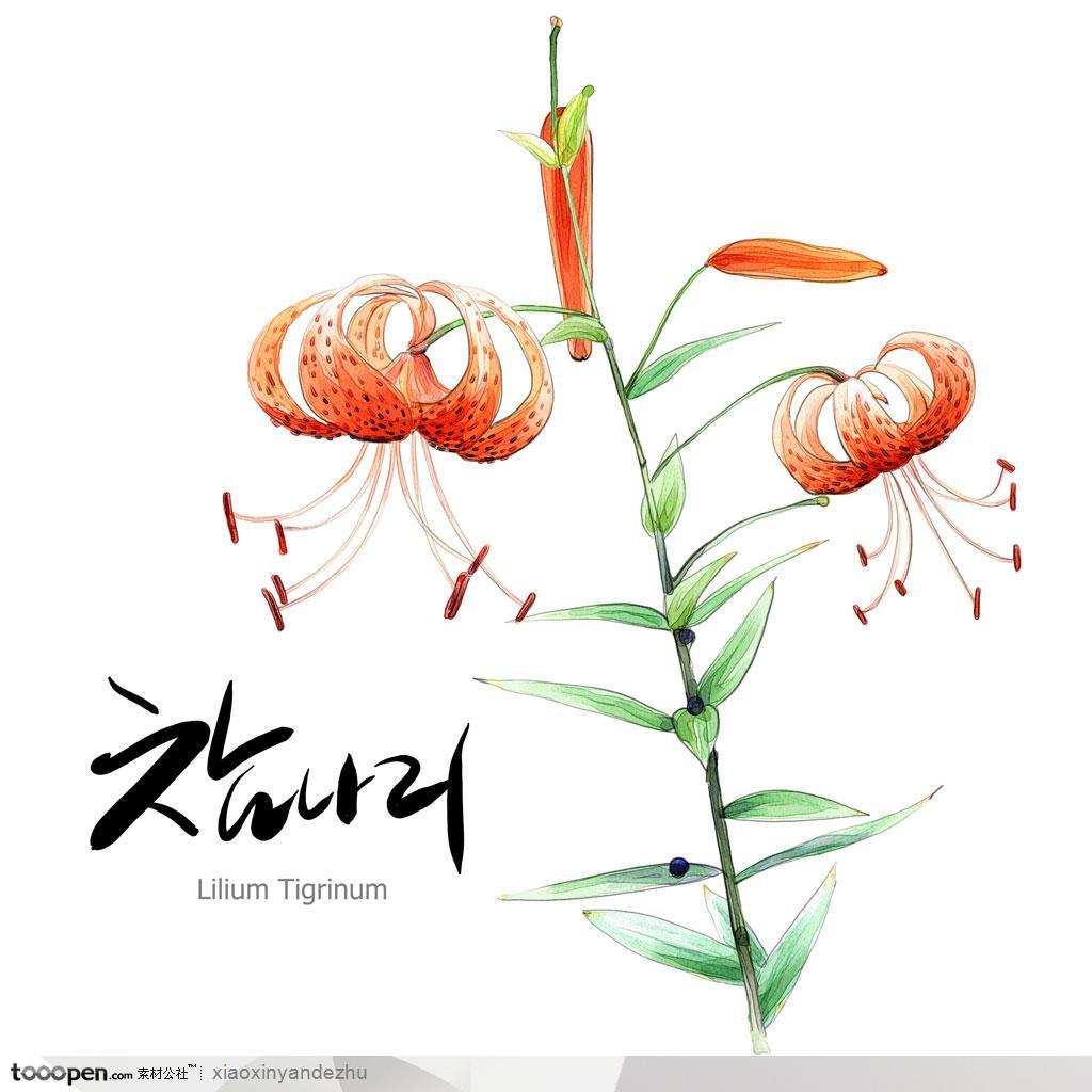 手绘水彩花朵花纹-橘色花