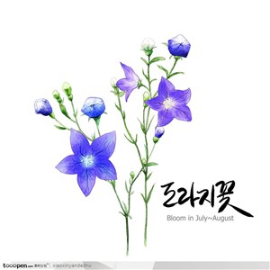 手绘花卉-紫罗兰