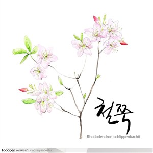 手绘水彩花朵花纹-粉色花树枝上的桃花