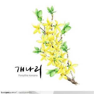 手绘水彩花朵花纹-黄色花兰花玉兰花