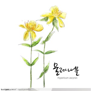 手绘水彩花朵花纹-黄色花菊花