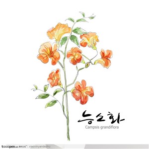 手绘水彩花朵花纹-橘色小花
