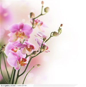 精品高清花卉--粉红色的蝴蝶兰兰花图片素材