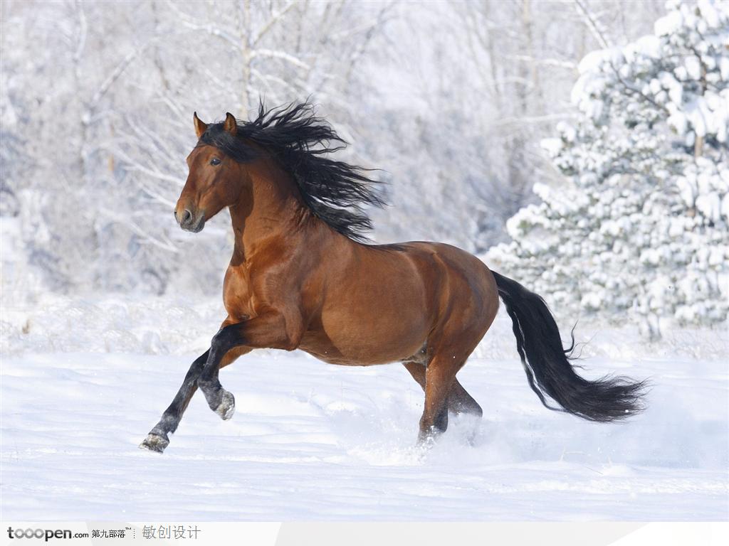 雪地上的奔跑的骏马