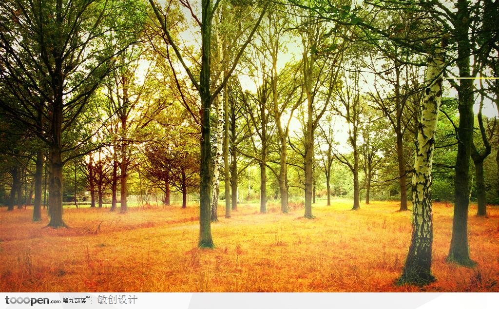 金色秋天落叶树林风景高清电脑壁纸