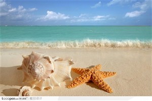 蓝天白云下的大海沙滩上的海星和海螺