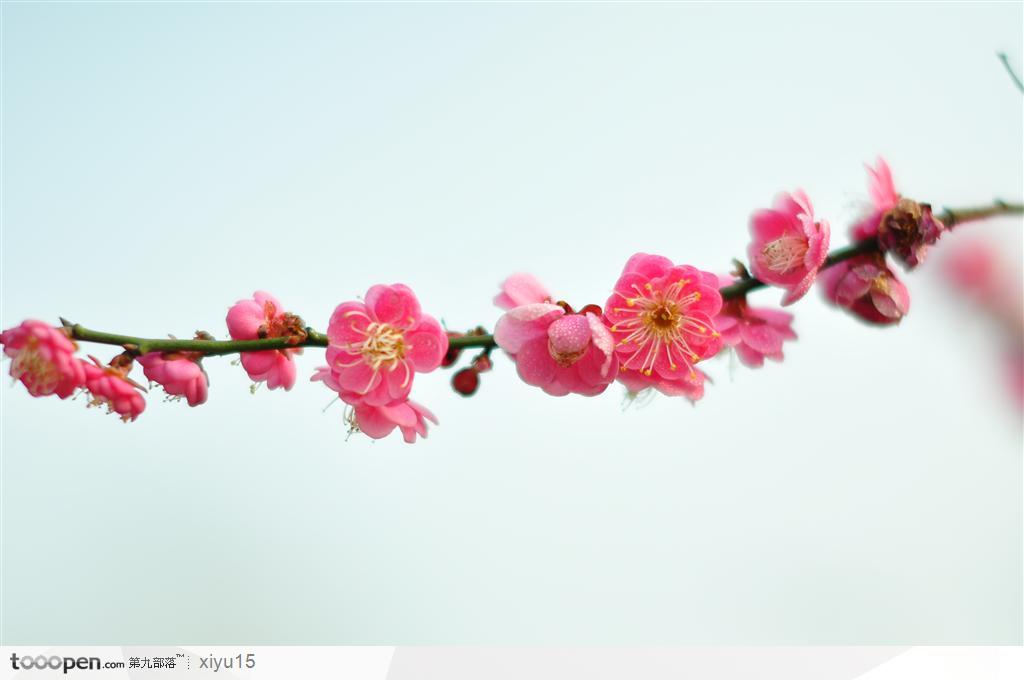 梅花物语-一枝鲜艳的粉色梅花