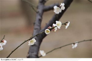 梅花物语-漂亮的白色梅花