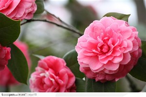 茶花物语-漂亮的粉色茶花
