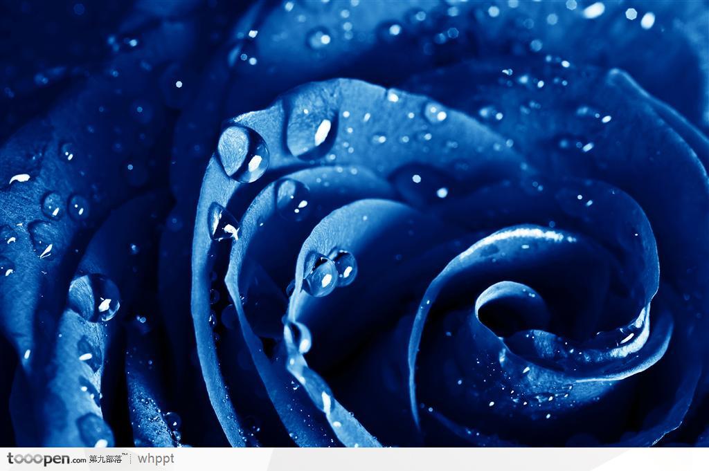 带水珠的蓝色玫瑰花蓝色妖姬