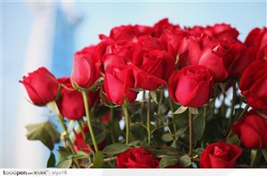 玫瑰物语-盛开的鲜艳红色玫瑰
