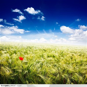 优美的自然风景—蓝天白云下的麦田