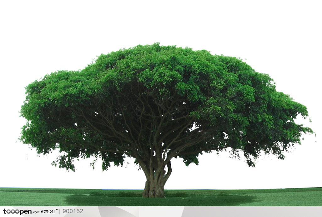 自然元素-草坪上的大树