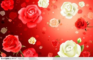 背景底纹-红玫瑰白玫瑰花背景