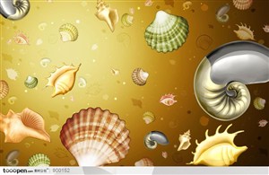 背景底纹-海洋生物贝壳背景
