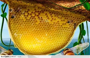 明园蜂蜜广告展板元素-蜜蜂工蜂蜂巢蜂浆蜂蜜