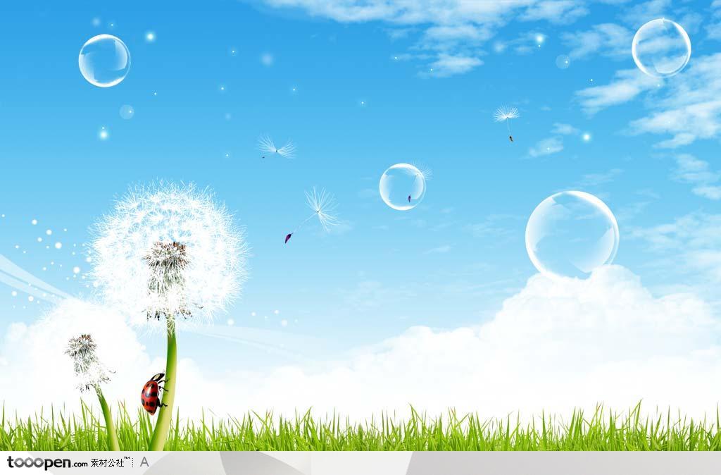 蓝色天空下草丛中的白色蒲公英和透明气泡背景