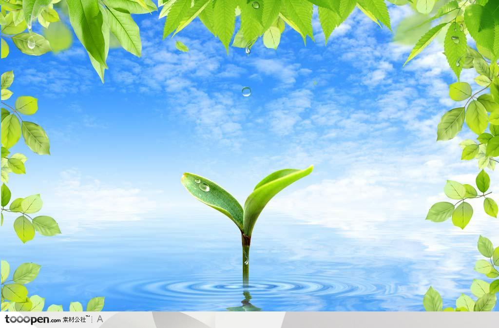 蓝天下湖水中央的绿色嫩芽