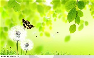 停在白色蒲公英上的蝴蝶和绿色植物背景