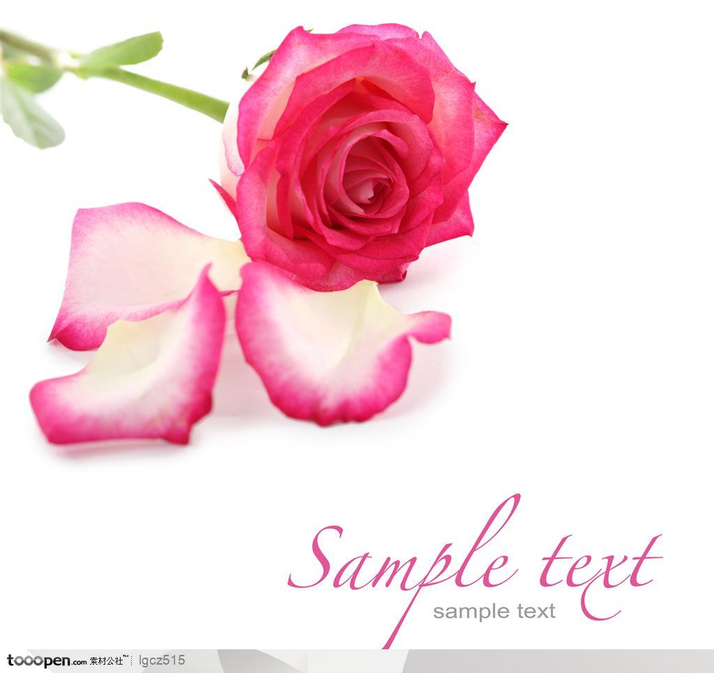 情人节元素-粉色玫瑰花花瓣
