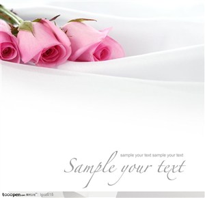 情人节元素-粉红玫瑰花白色绸