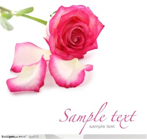 情人节元素-粉色玫瑰花花瓣