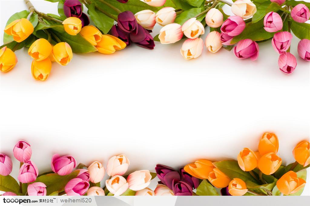 荷兰名花郁金香写实花卉边框花边