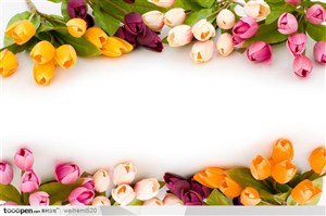 荷兰名花郁金香写实花卉边框花边