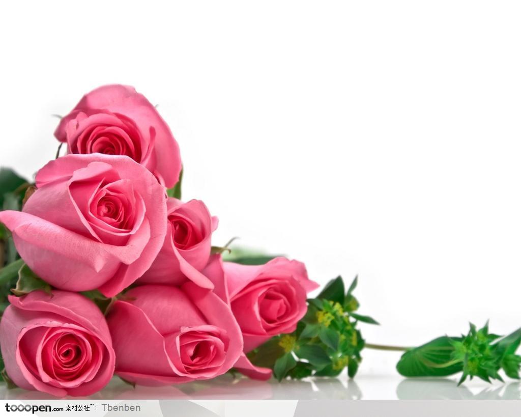清新花朵粉色玫瑰背景高清图片