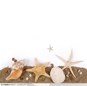 海滩和贝壳海螺海星