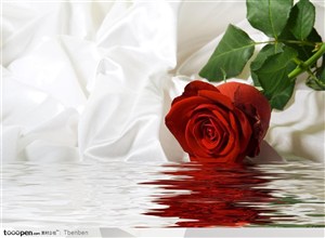 情人节丝绸上的玫瑰花红色