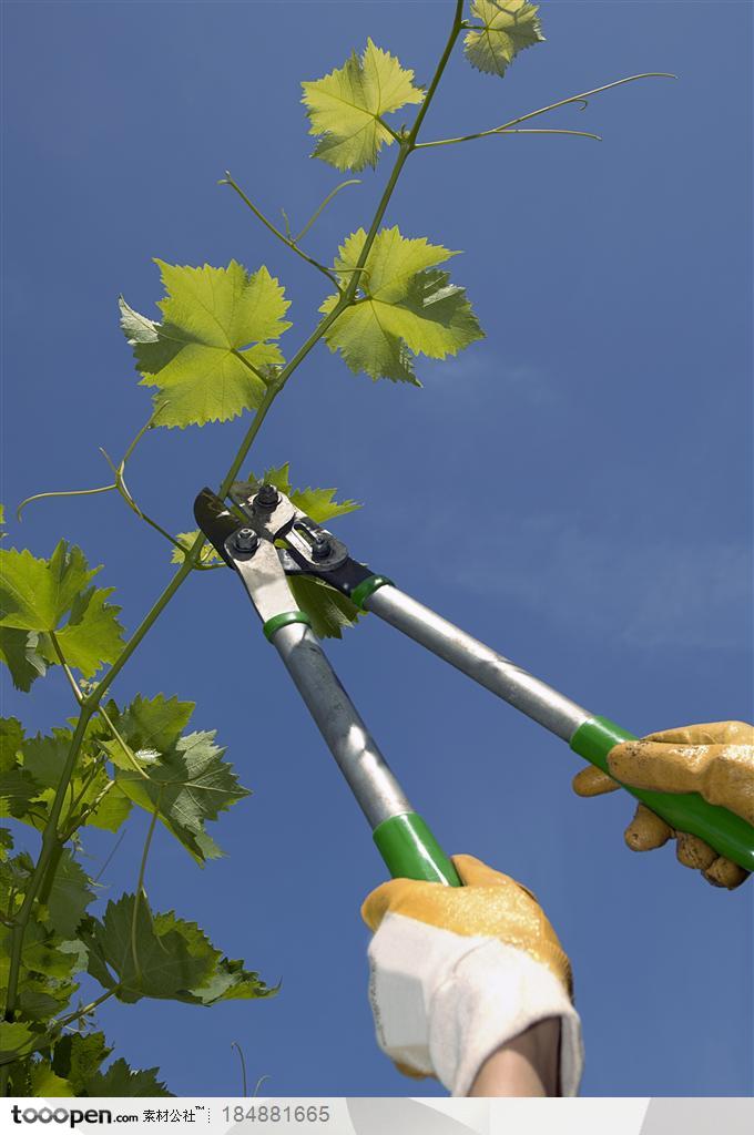 专业园丁-拿着剪刀剪葡萄藤的园丁