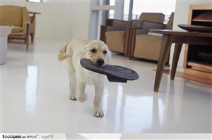 公寓生活-狗含着鞋子