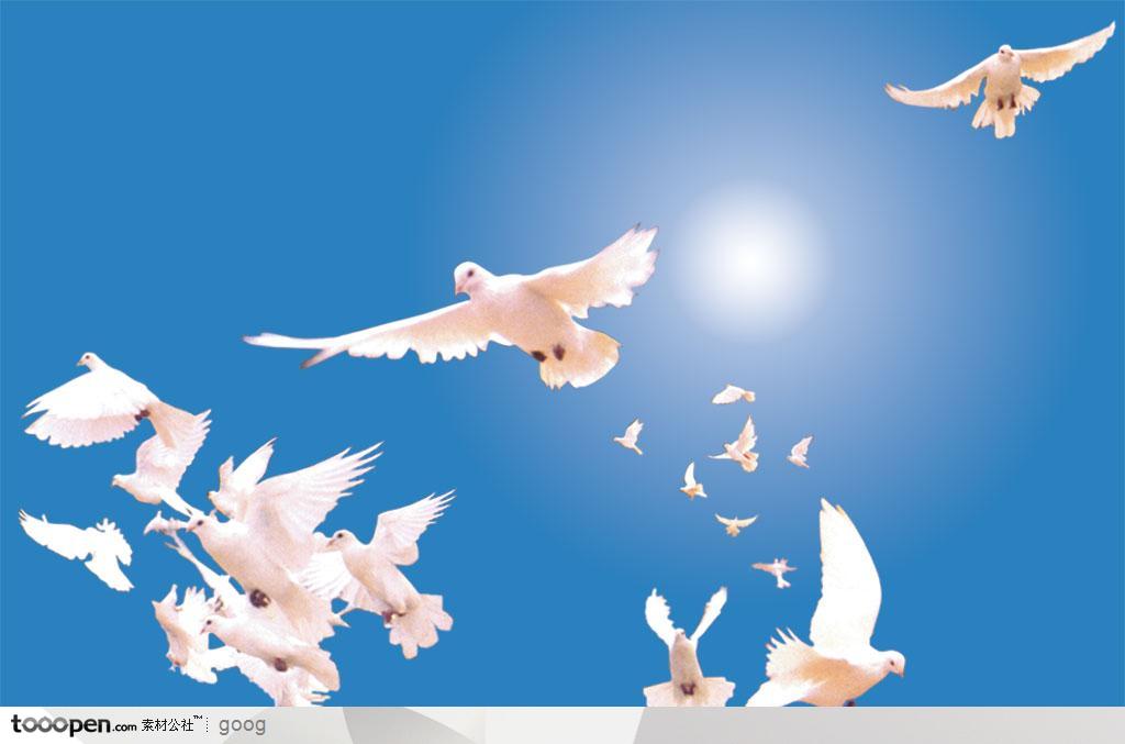 飞禽动物素材-飞翔的白鸽鸽群飞翔动态白鸽特写