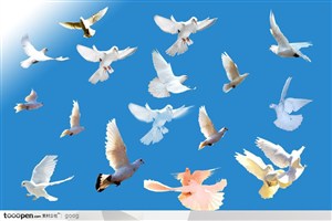 飞禽动物素材-各种展翅飞翔的和平鸽白鸽特写