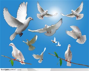 飞禽动物素材-飞翔的白鸽停在树枝上的白鸽特写